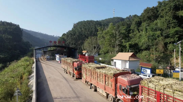 中老兩國榨季甘蔗跨境運輸正式開(kāi)啟!